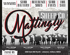 Mattingly Sheep Co.