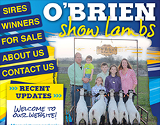 O'Brien Show Lambs